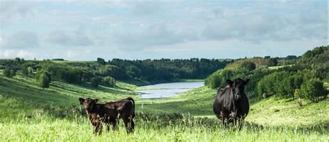 U Of Calgary Vet School Receives Record Donation The Western Producer