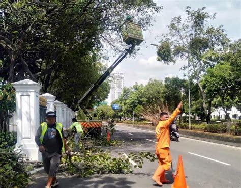 Antisipasi Pohon Tumbang Begini Pencegahan Yang Dilakukan Pemprov Dki