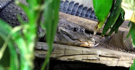 After a while, crocodiles