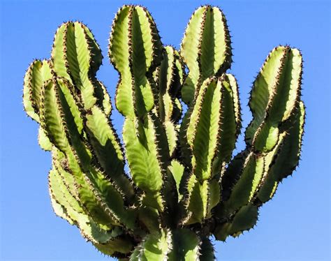 Cada cuánto se riega un cactus AL DETALLE