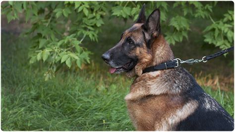 German Shepherd Dog Wearing Noble Pet” Leather Dog Collar For Walking