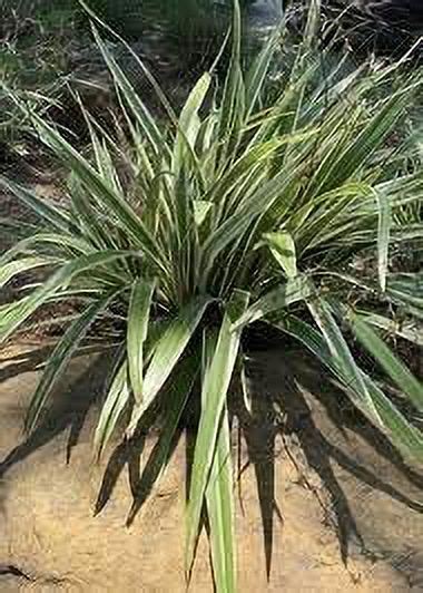 Variegated Flax Lily I 2 Large Gallon Size Plants I Dianella Tasmanica