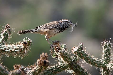 Birds Of Nm