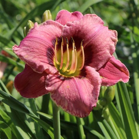 Купити Лілейник Always Afternoon в Києві | Дзен Сад ☎ (095) 705-06-15