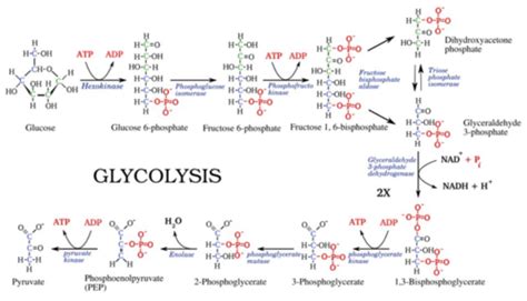 Glycolysis Flashcards Quizlet