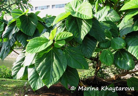 Trees of Tropical Asia - Ficus auriculata