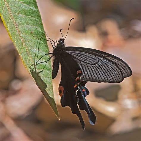 Papilio Macilentus Mike Friel Flickr