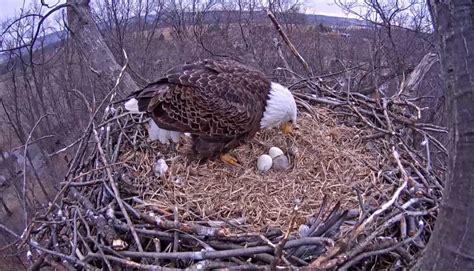 These Eagle Eggs Are About To Hatch, Watch What Dad Does At The Vital