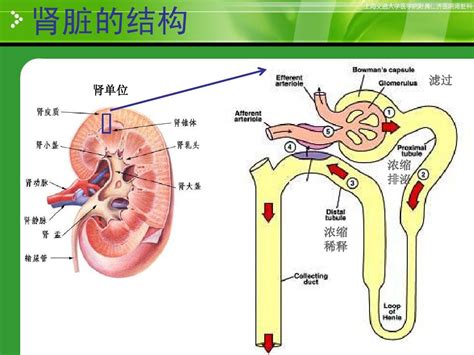 肾脏由什么组成 肾单位是由什么组成的