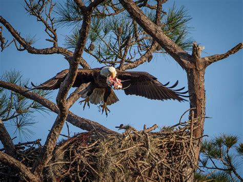 What Do Bald Eagles Eat? (Complete Guide) | Birdfact
