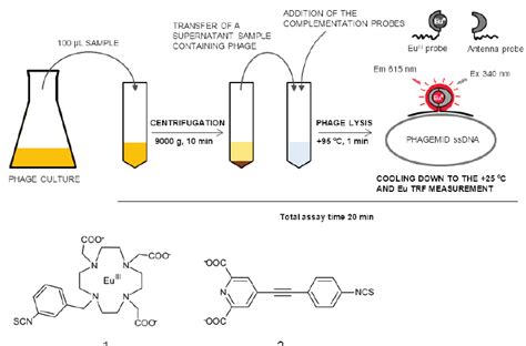 Principle of the complementation probe-based bacteriophage ...