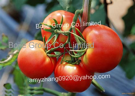 Chinese Fresh Tomatochina Price Supplier 21food