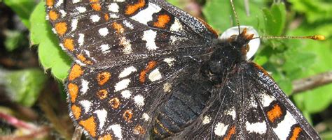 Endangered Butterflies Released Into the Wild - The Wildlife Society