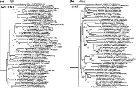 Phylogenetic Trees Derived From The S Rrna Gene A And The Gyrb Gene