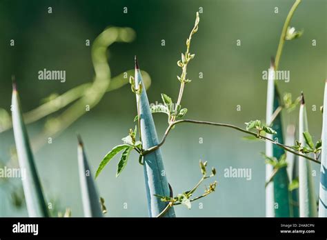 Blue agave plantation in the field to make tequila Stock Photo - Alamy