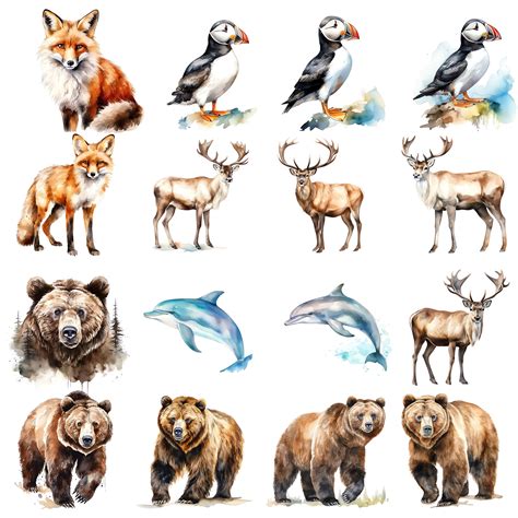 Alaska Animals Clipart Bundle, 60 PNG Transparent Background, Digital ...