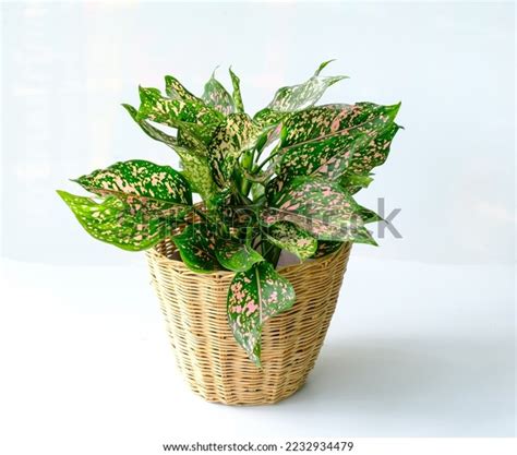 Aglaonema Lady Valentin Aglaonema Rotundum Pink Stock Photo 2232934479 ...