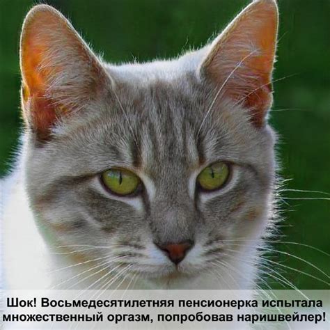 каким кормом лучше кормить кота — Postimages