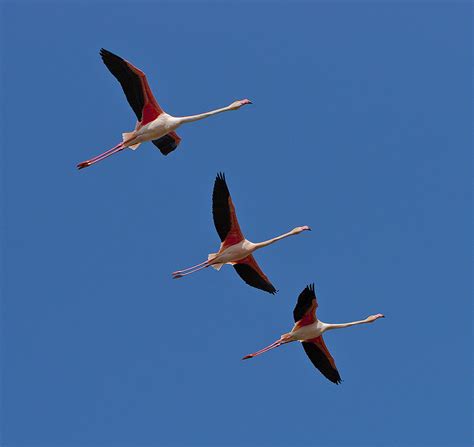 Three Flamingos Flying Overhead While I Was In The Camargu Flickr