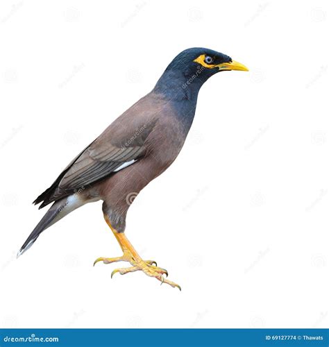 Common Myna Bird Stock Photo Image Of Fauna Animal 69127774