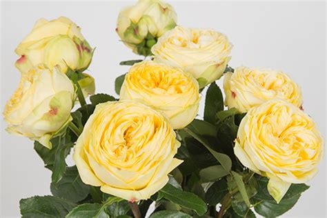 Роза Каталина Фото Отзывы – Telegraph