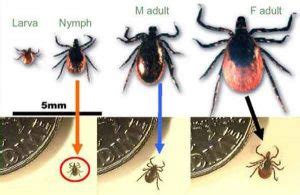 Heartworm and Lyme Disease - Kenyon Veterinary Clinic