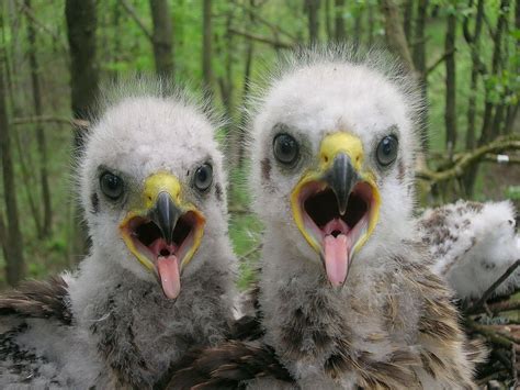 Chernobyl Disaster: Wildlife Thriving As Researchers Find Humans Are ...