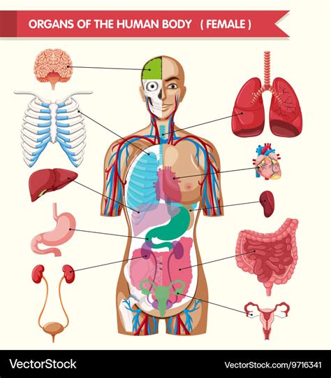 organs   human body diagram royalty  vector image