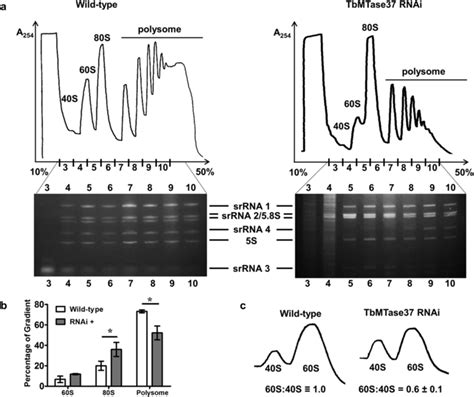 Down-regulation of TbMTase37 leads to reduction in Polysome-associated... | Download Scientific ...