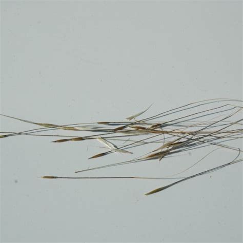 Needle and Thread Grass (Hesperostipa comata) - Great Basin Seeds