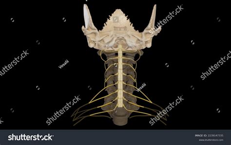 Cervical Spinal Nerves Anatomy3d Rendering Stock Illustration 2239147335 | Shutterstock