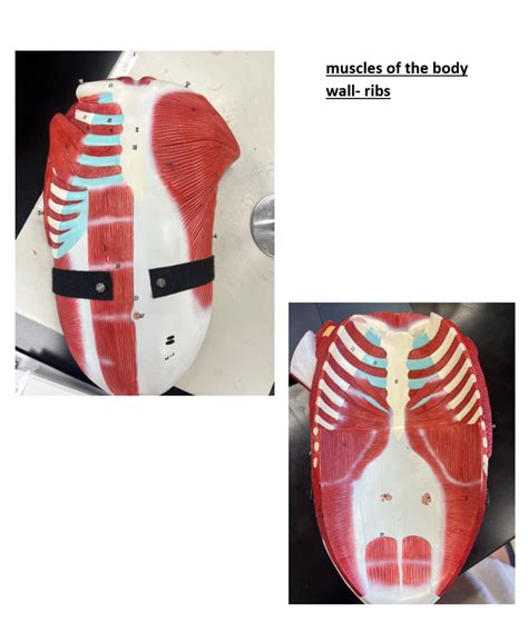 Anatomy Exam Open Lab Muscles Of The Body Wall Diagram Quizlet