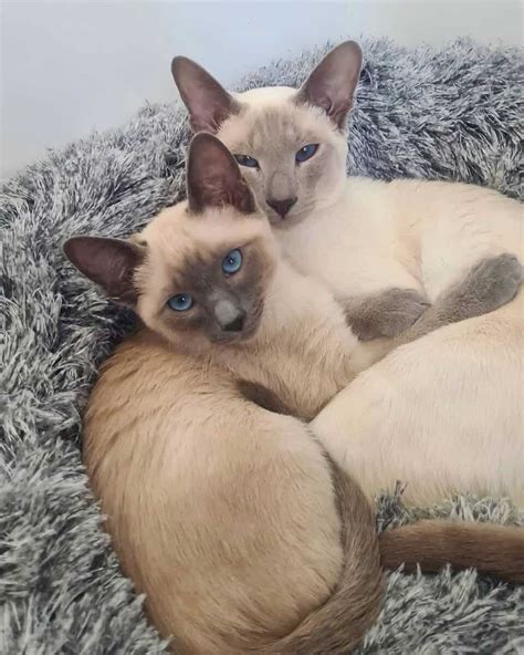 Types Of Siamese Cats Lilac Point Jc Trice