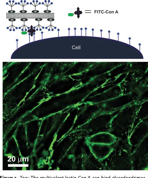 Figure 1 From Biocompatible Carbon Nanotubes Generated By