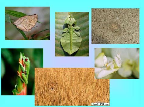 Adaptations. - ppt download