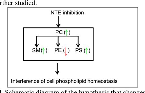 Figure From Changes Of Neuropathy Target Esterase Affect Phospholipid