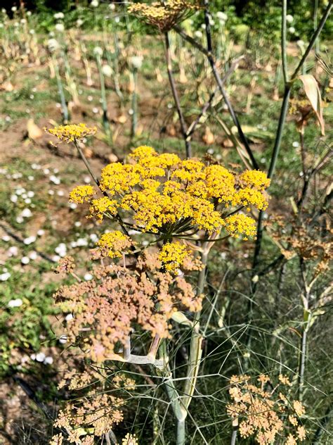 Bronze Fennel Seeds The Plant Good Seed Company