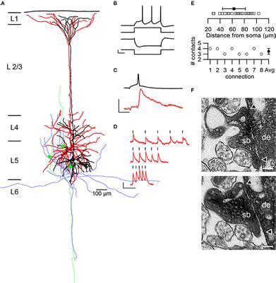 Frontiers Structural Properties Of Synaptic Transmission And Temporal