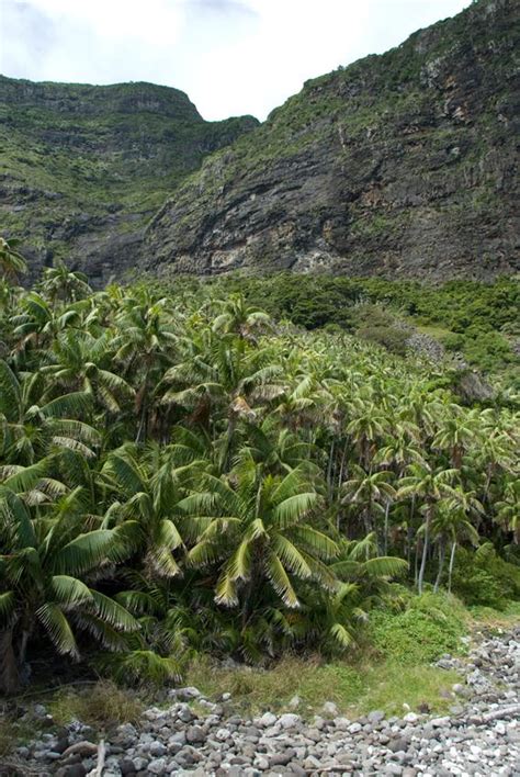 Howea Forsteriana F Muell Becc Colombian Plants Made Accessible