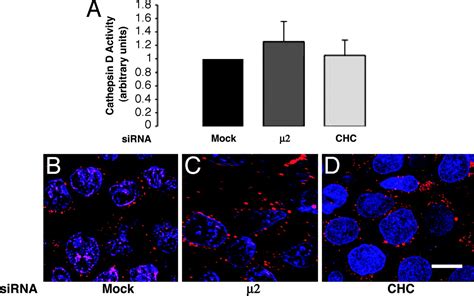 Involvement Of Clathrin And Ap In The Trafficking Of Mhc Class Ii