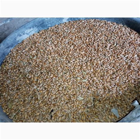 Продам пшениця 20тон 6грн, купити пшениця 20тон 6грн — Agro-Ukraine