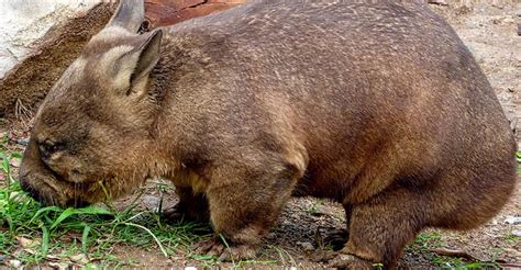 Os exóticos animais da Austrália Territórios