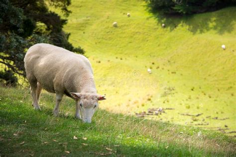 A Sheep In Agriculture Field In The Area Of One Tree Hill In Auckland