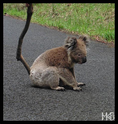 Australia - Koala - Traveling Rockhopper