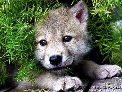 Wolf Pups Wallpapers - Wallpaper Cave