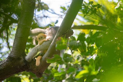 Dusky Langur Monkey Baby with Mother. Stock Photo - Image of animals ...