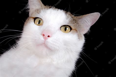 Premium Photo | Cat