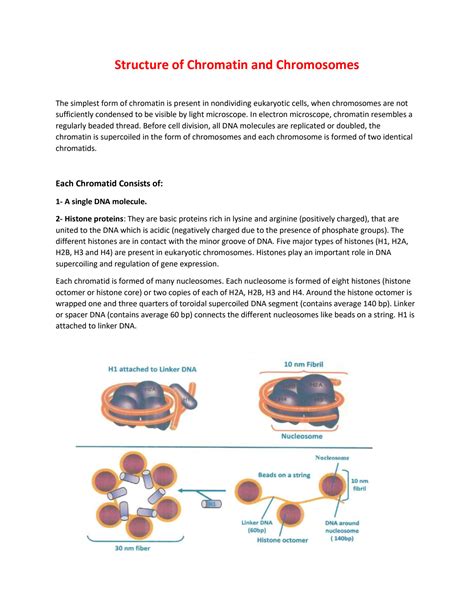 SOLUTION: Structure of chromatin and chromosomes - Studypool