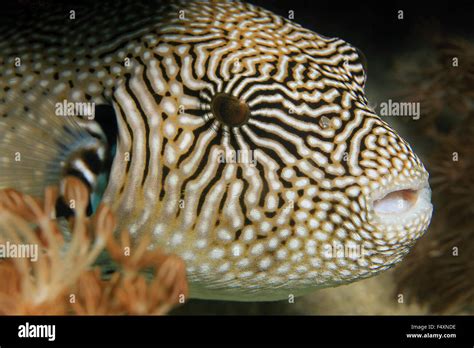 Close Up Of A Map Pufferfish Arothron Mappa Komodo Indonesia Stock