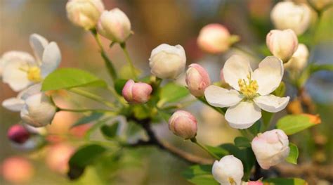 77 Flowering Trees With Names and Picture Identification | Flowering ...